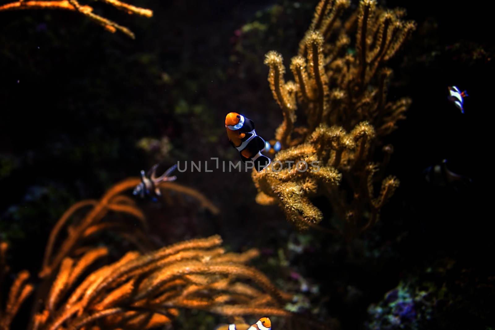 Clownfish in aquarium, Singapore