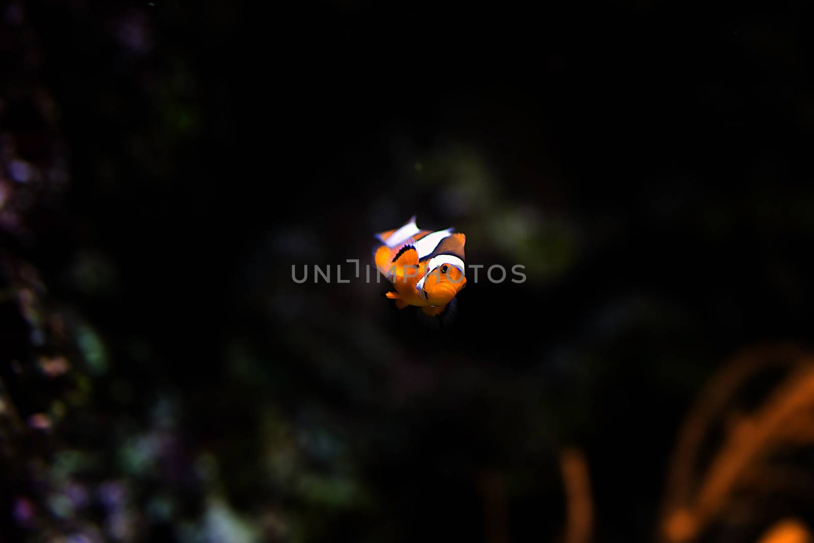 Clownfish in aquarium, Singapore