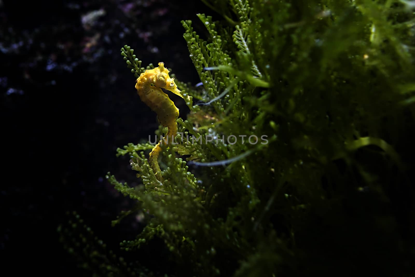 Seahorse in aquarium, Singapore