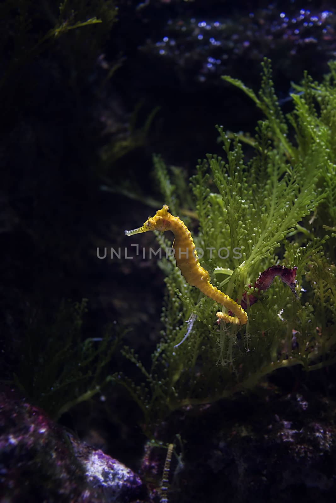 Seahorse in aquarium, Singapore