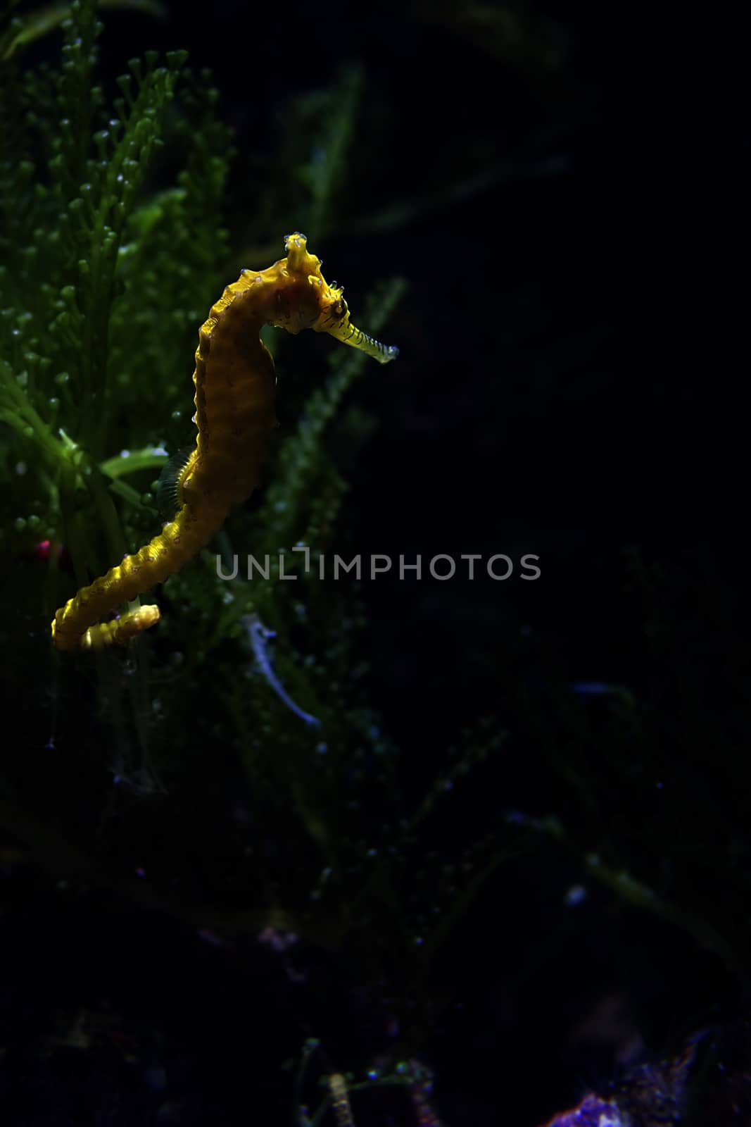 Seahorse in aquarium, Singapore