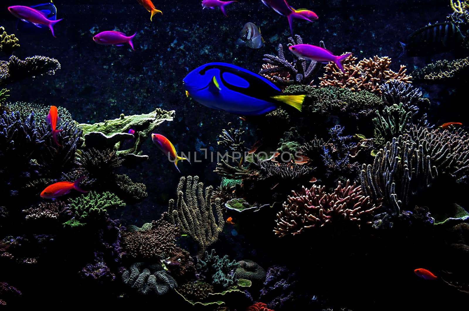 Aquarium fish in Singapore