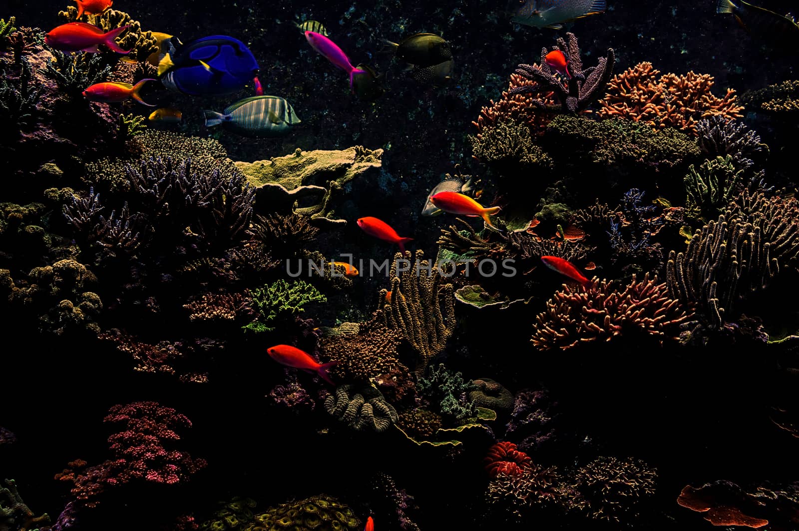 Aquarium fish in Singapore