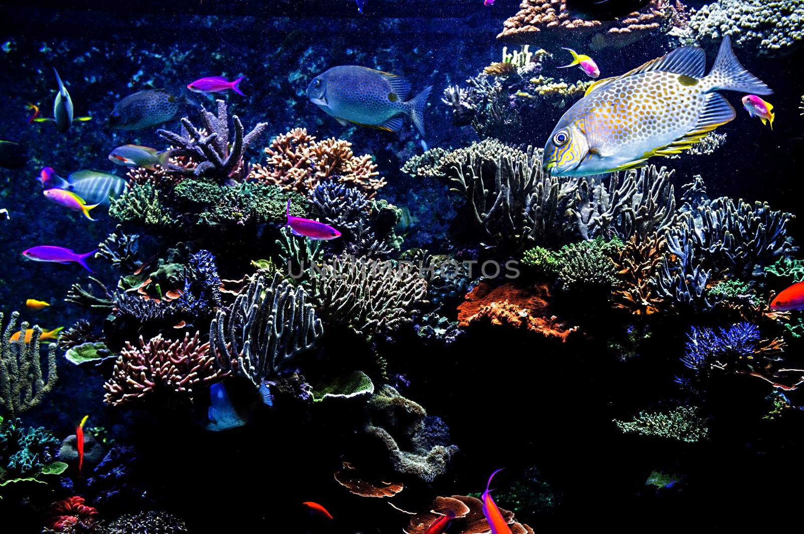 Aquarium fish in Singapore