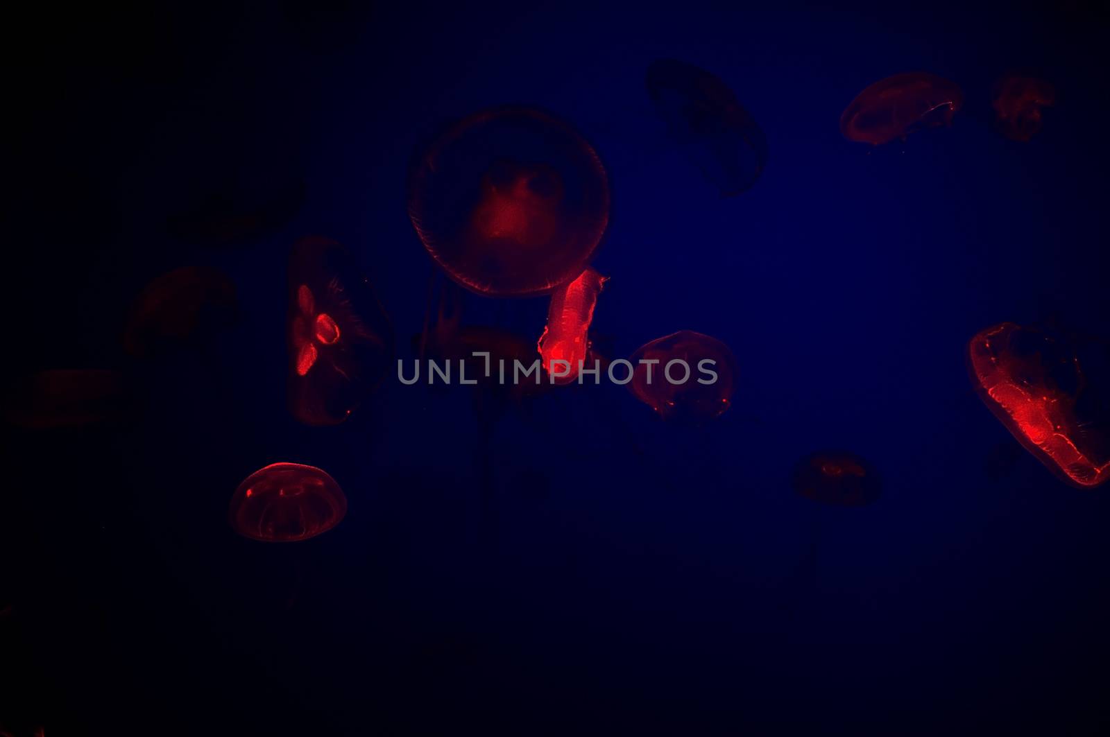 Jelly fish by thisisdraft
