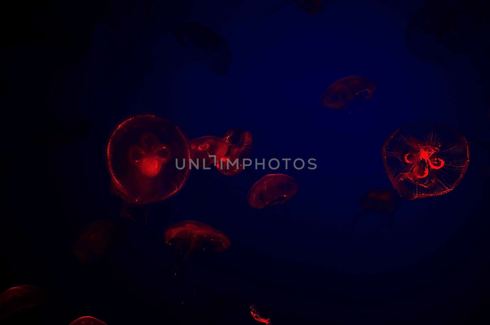 Jelly fish with close-up detailed view