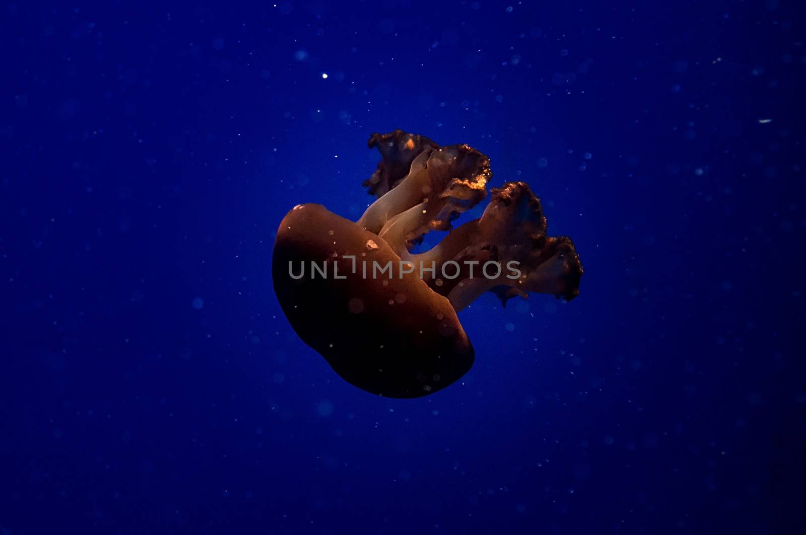 Jelly fish with close-up detailed view