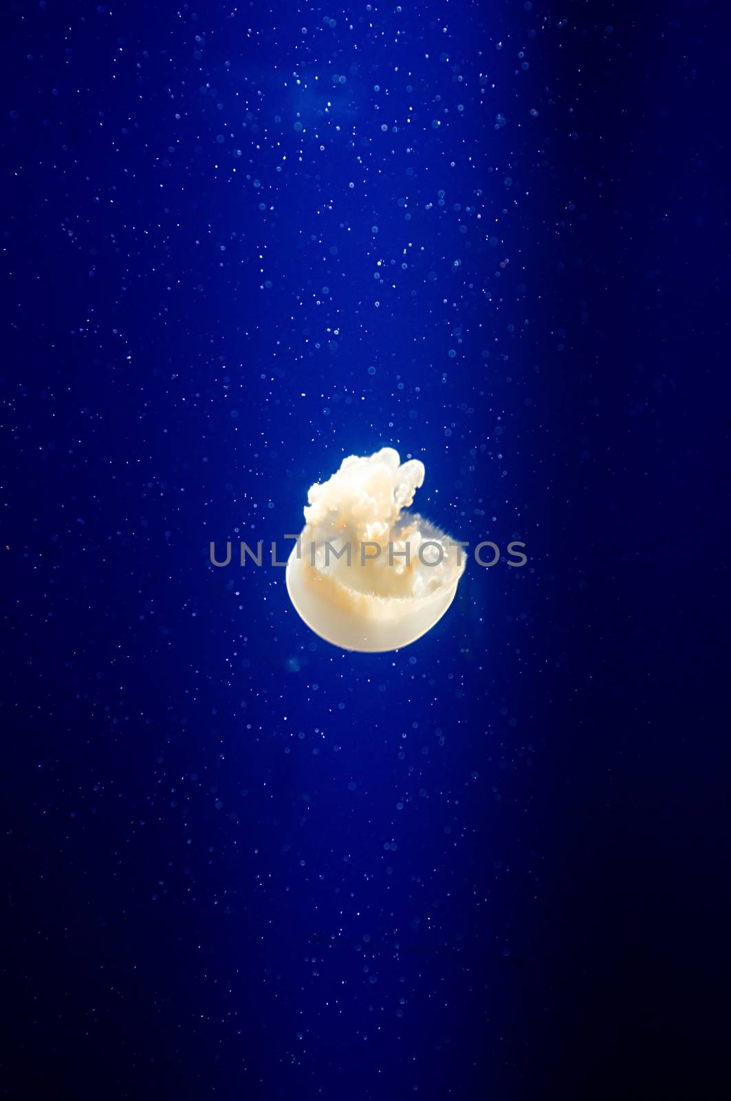 Jelly fish with close-up detailed view