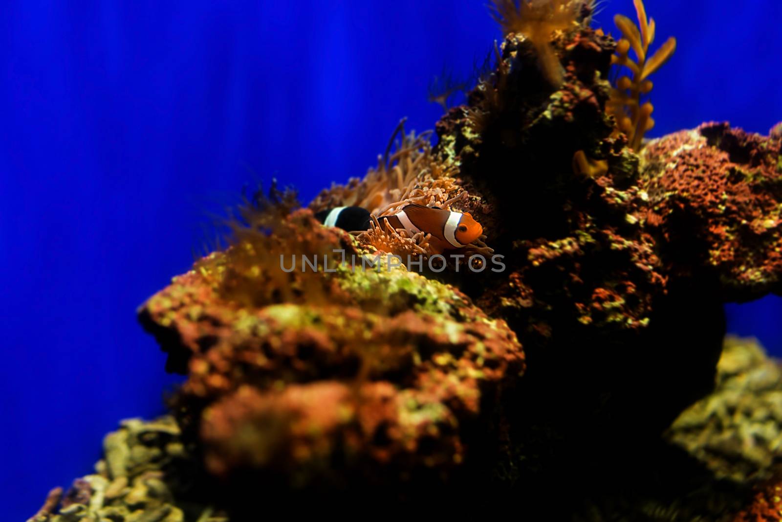 Clownfish in aquarium, Singapore