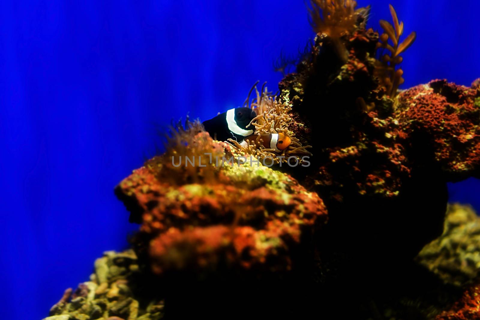 Clownfish in aquarium, Singapore