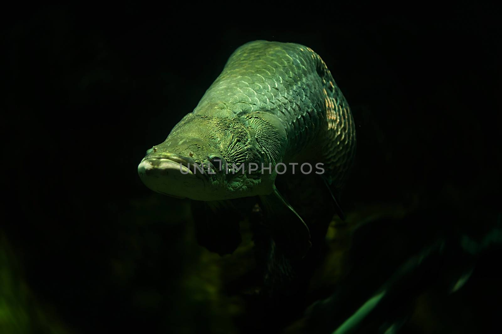 Arapaima fish in aquarium, Singapore