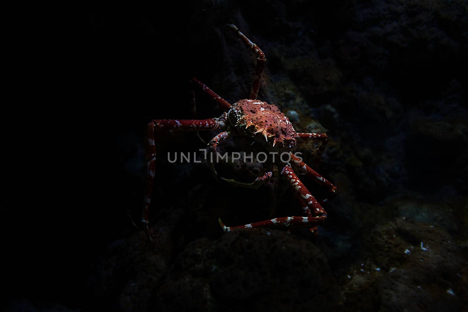 Giant Japanese spider crab in aquarium, Singapore