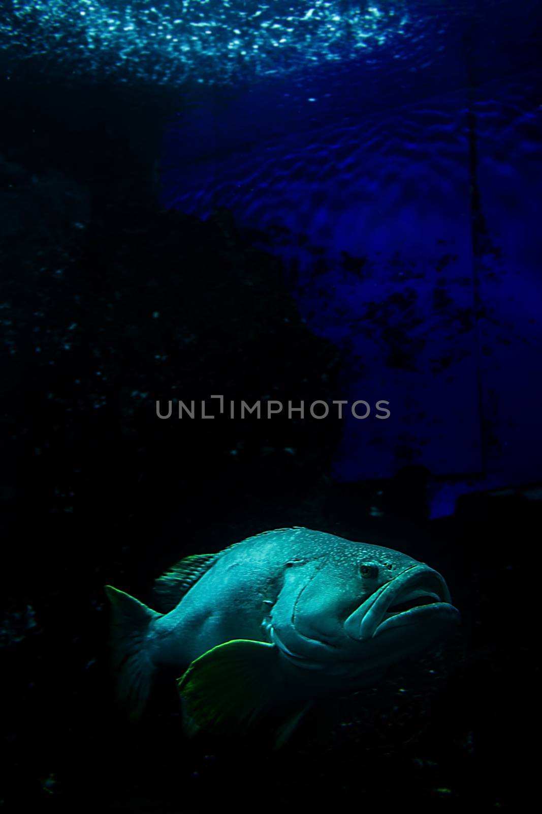 Aquarium fish in Singapore