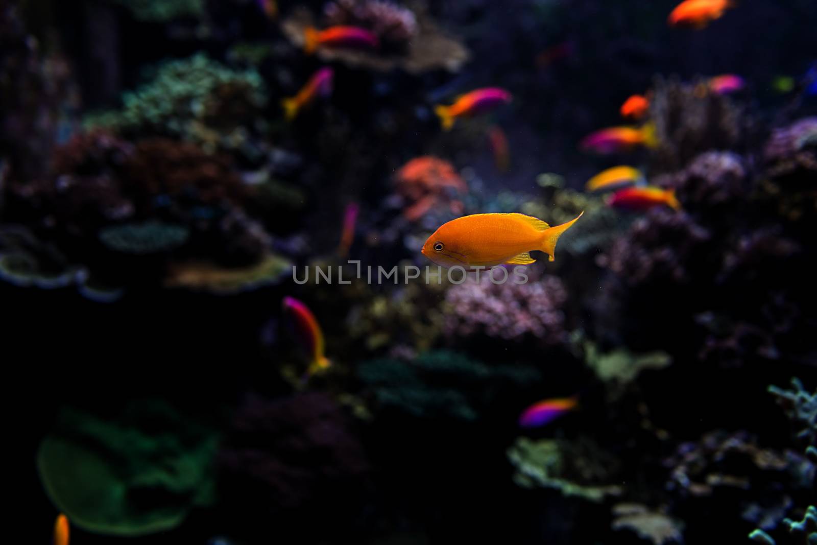 Aquarium fish in Singapore