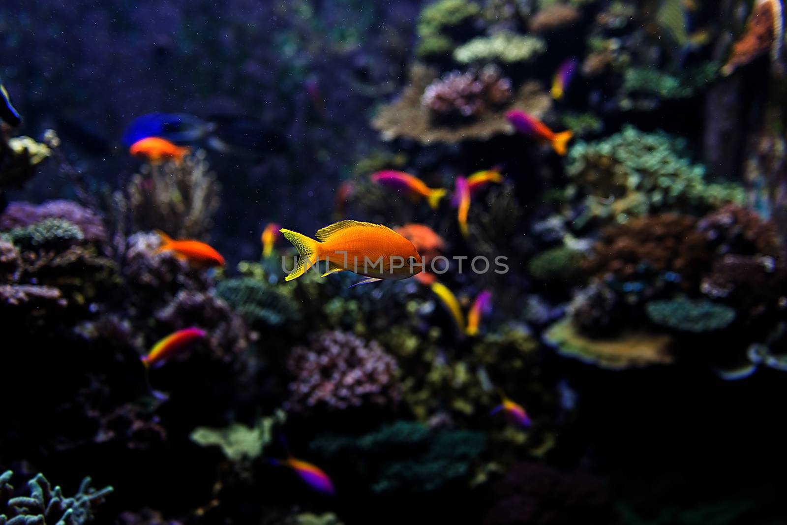 Aquarium fish by thisisdraft