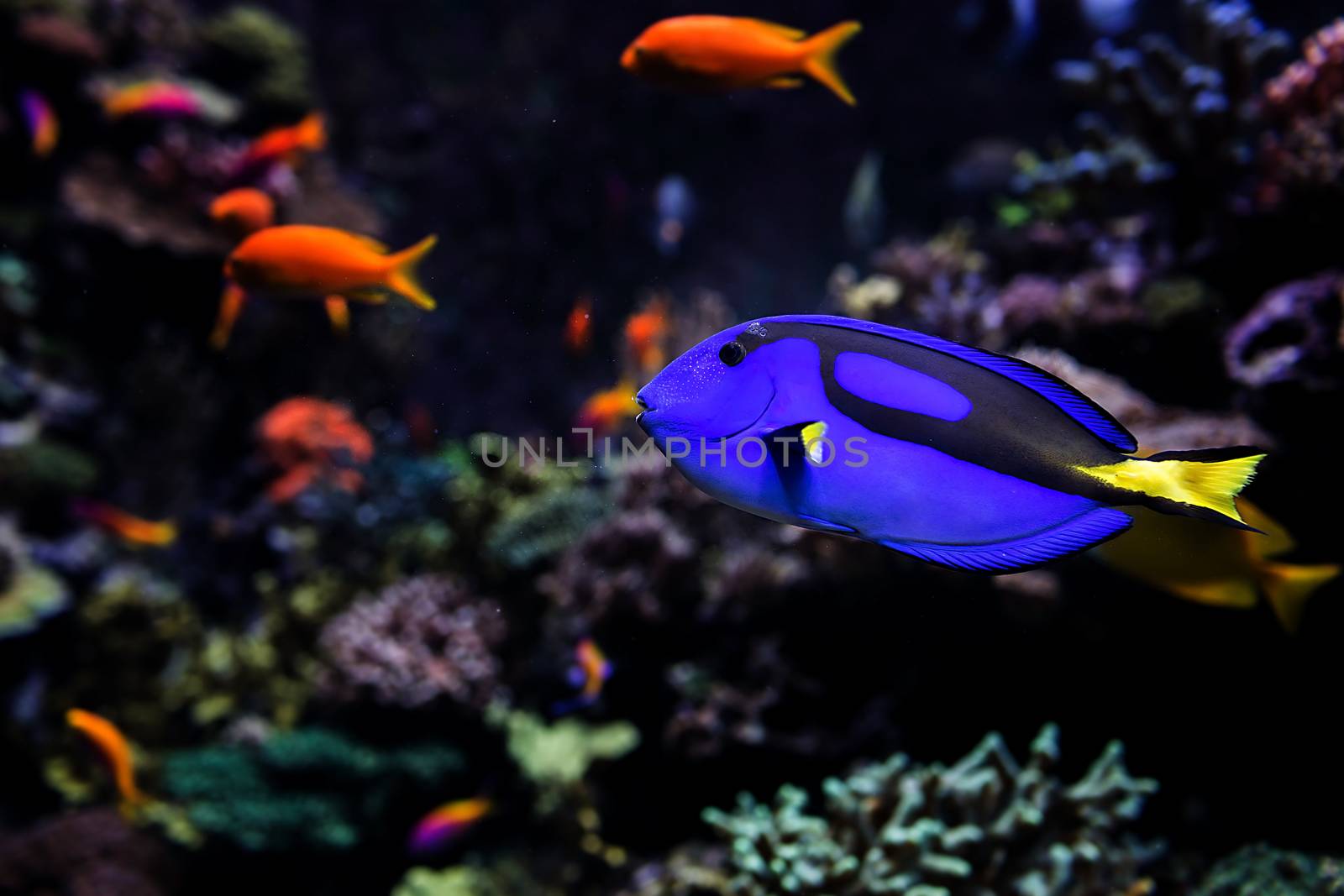 Aquarium fish by thisisdraft