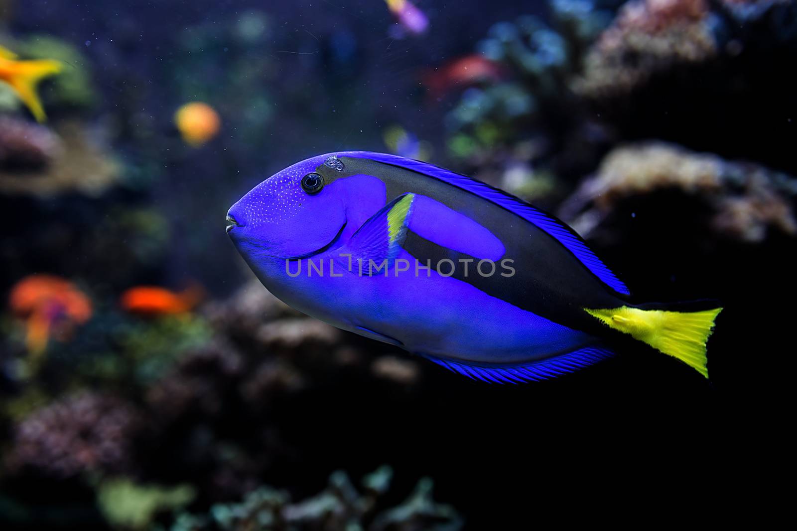 Aquarium fish in Singapore