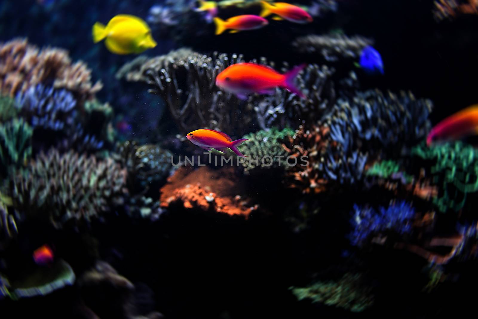 Aquarium fish by thisisdraft