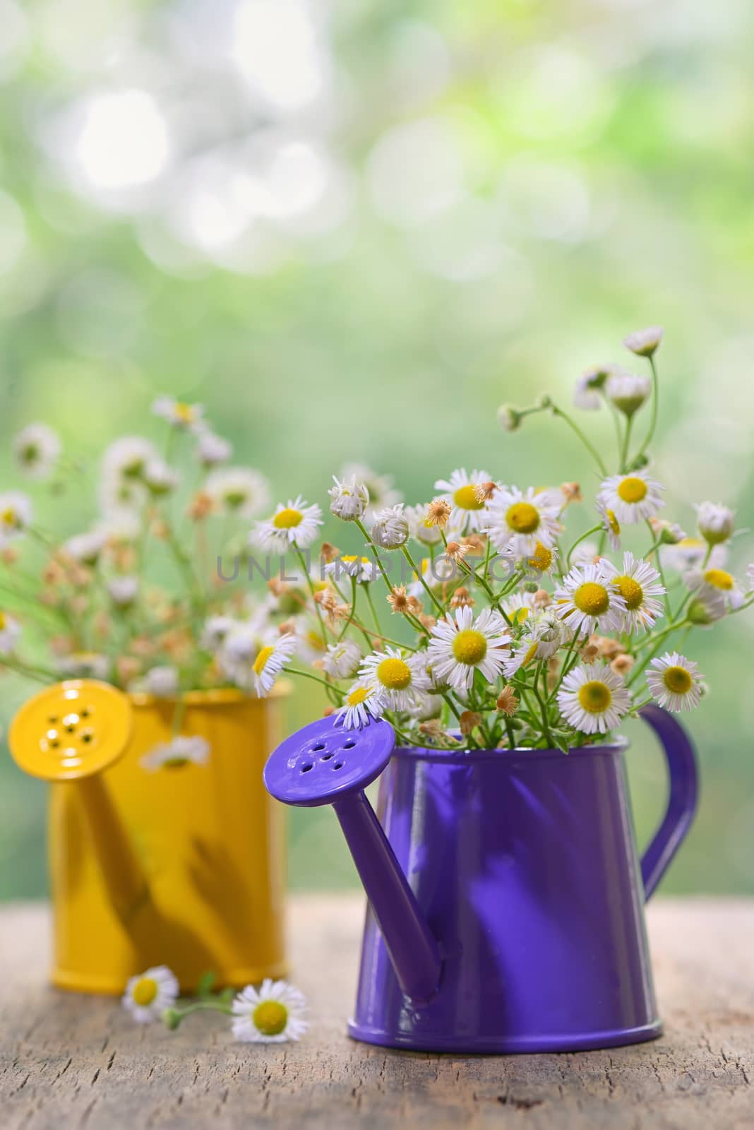 Marguerite Daisy Flowers in small bucket