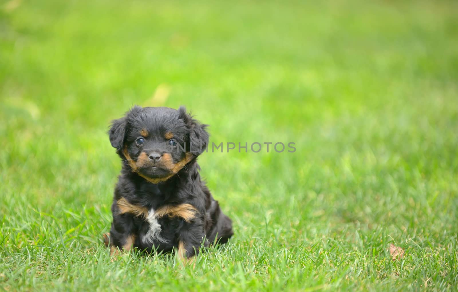 Cute pekingese puppy dog on grass
