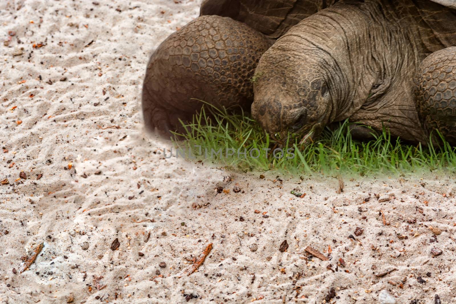  Aldabra Seychelles giant tortoise by JFsPic