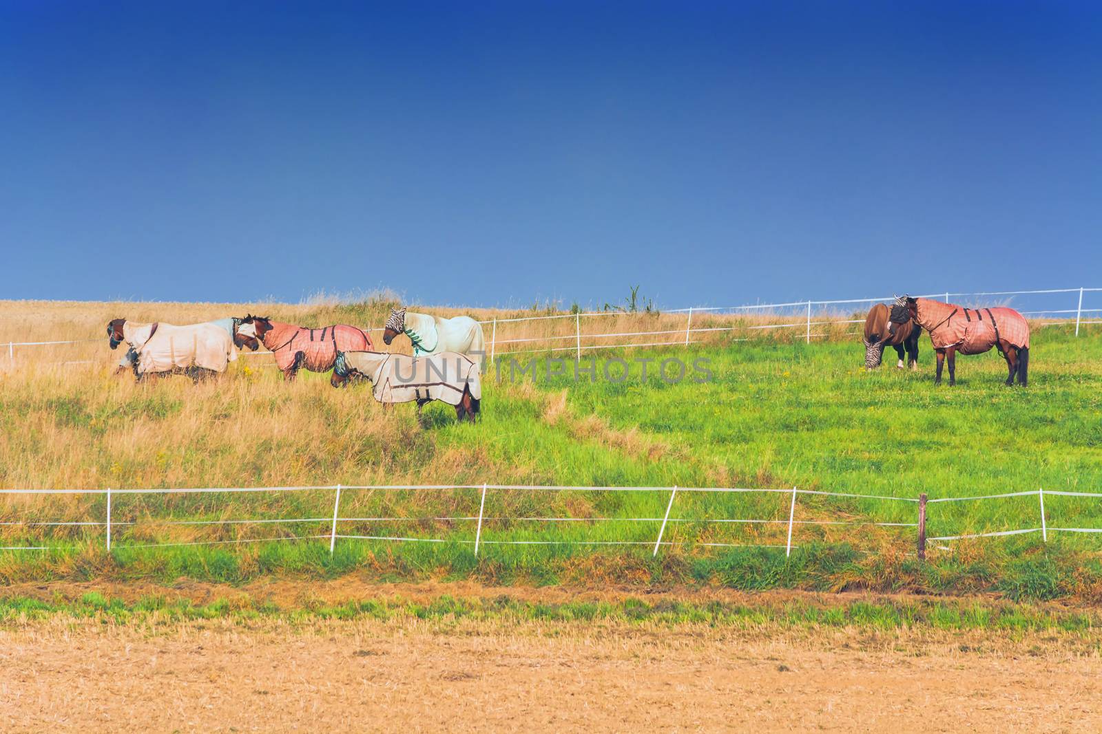 Pasture with horses    by JFsPic