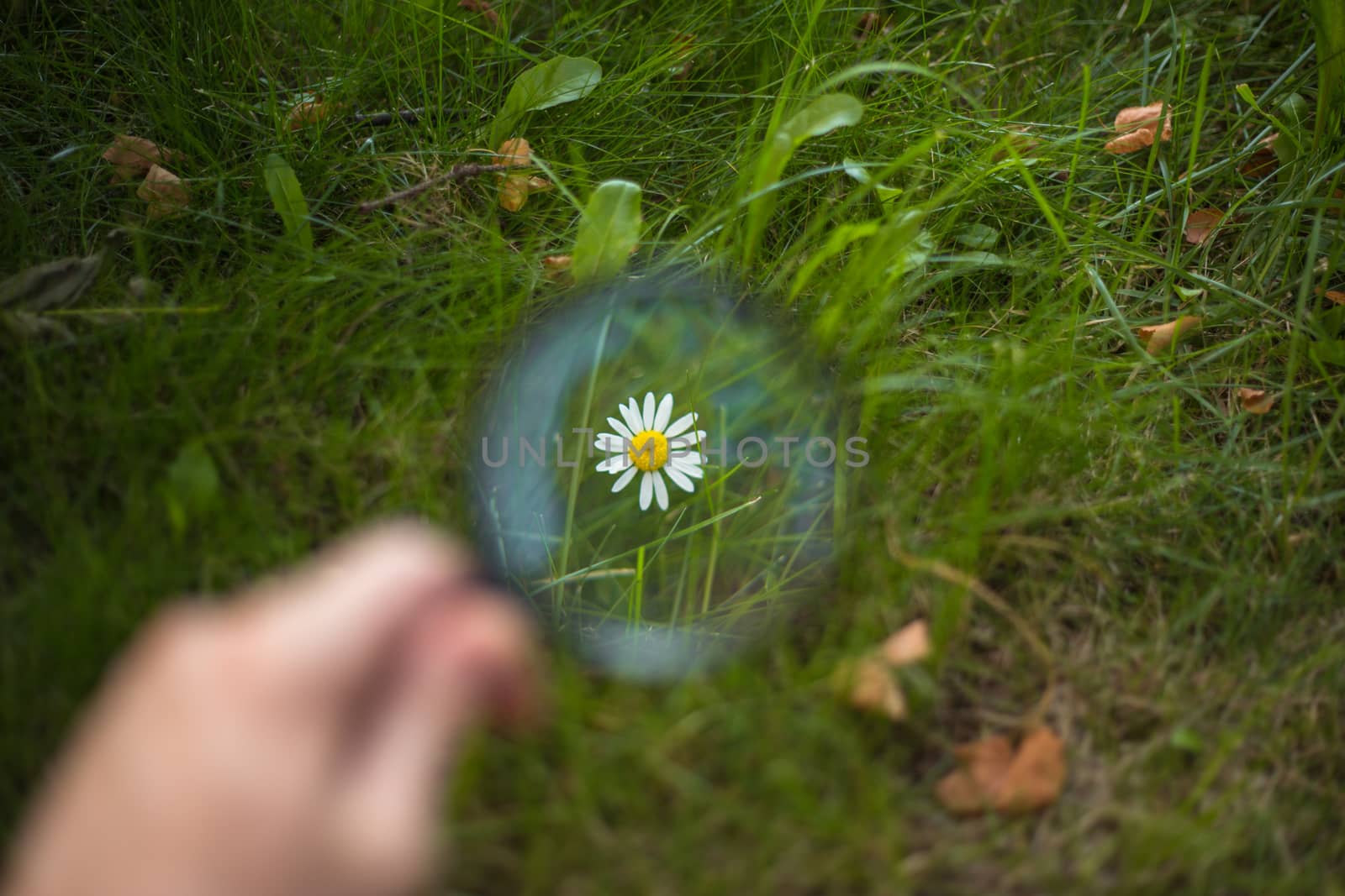 beautiful white camomile close up through a magnifying glass