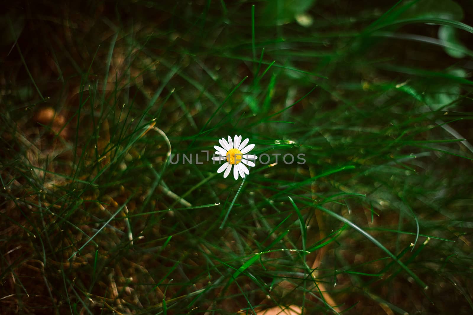 beautiful white chamomile close up in the green grass by boys1983@mail.ru