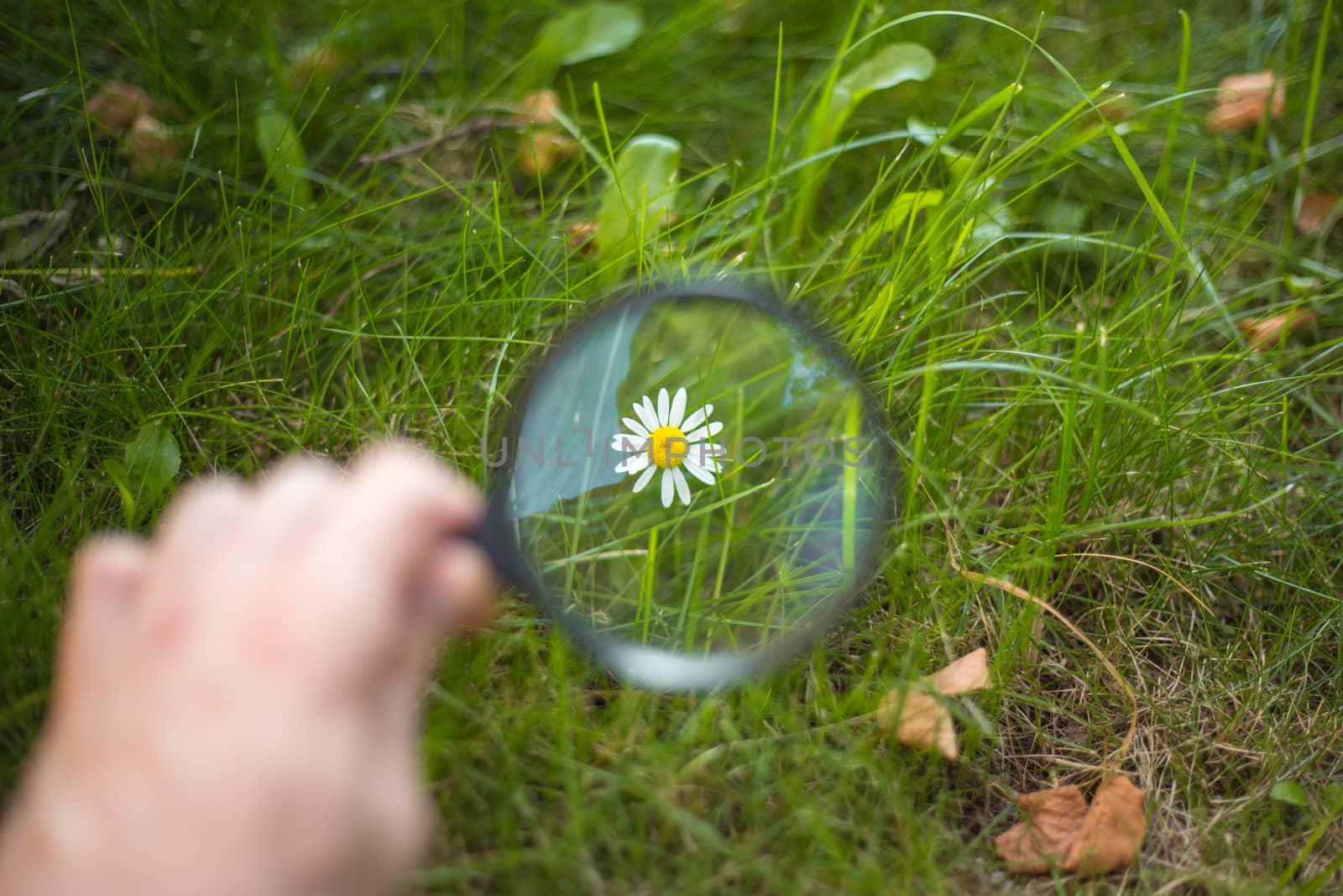 beautiful white camomile close up through a magnifying glass