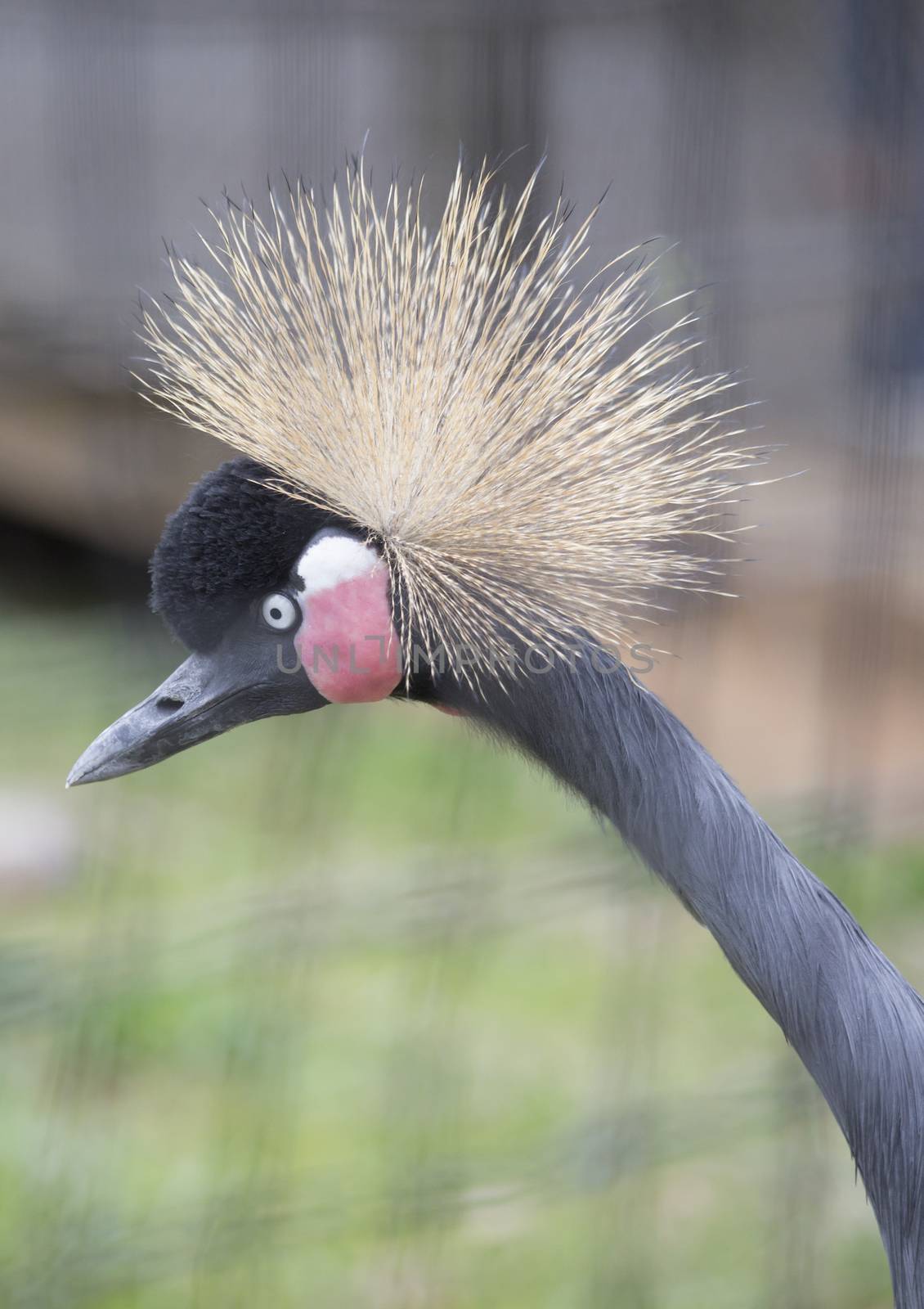 Close up of a black crowned crane's head