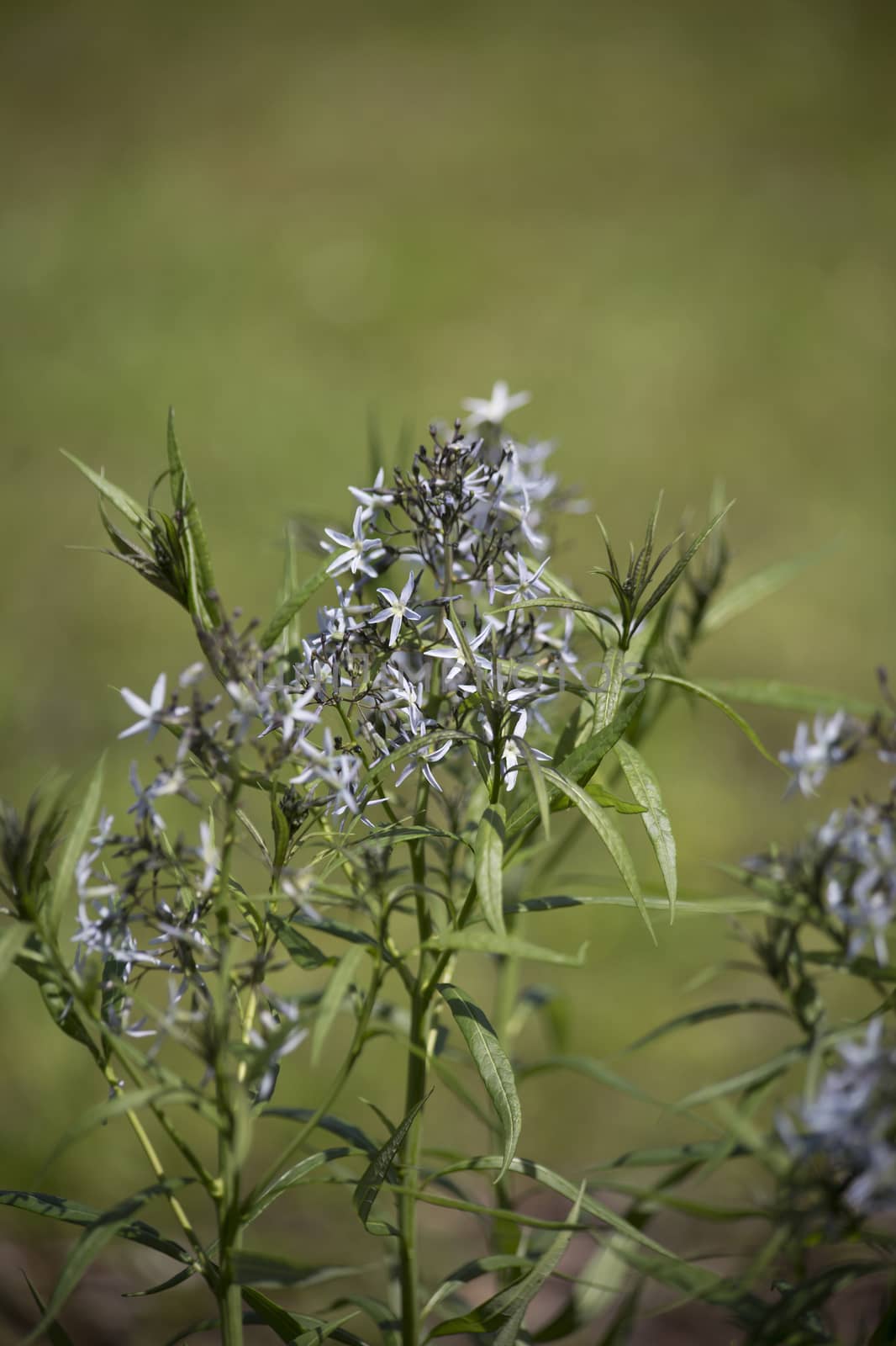 Close up of a cluster of bluestar flowers