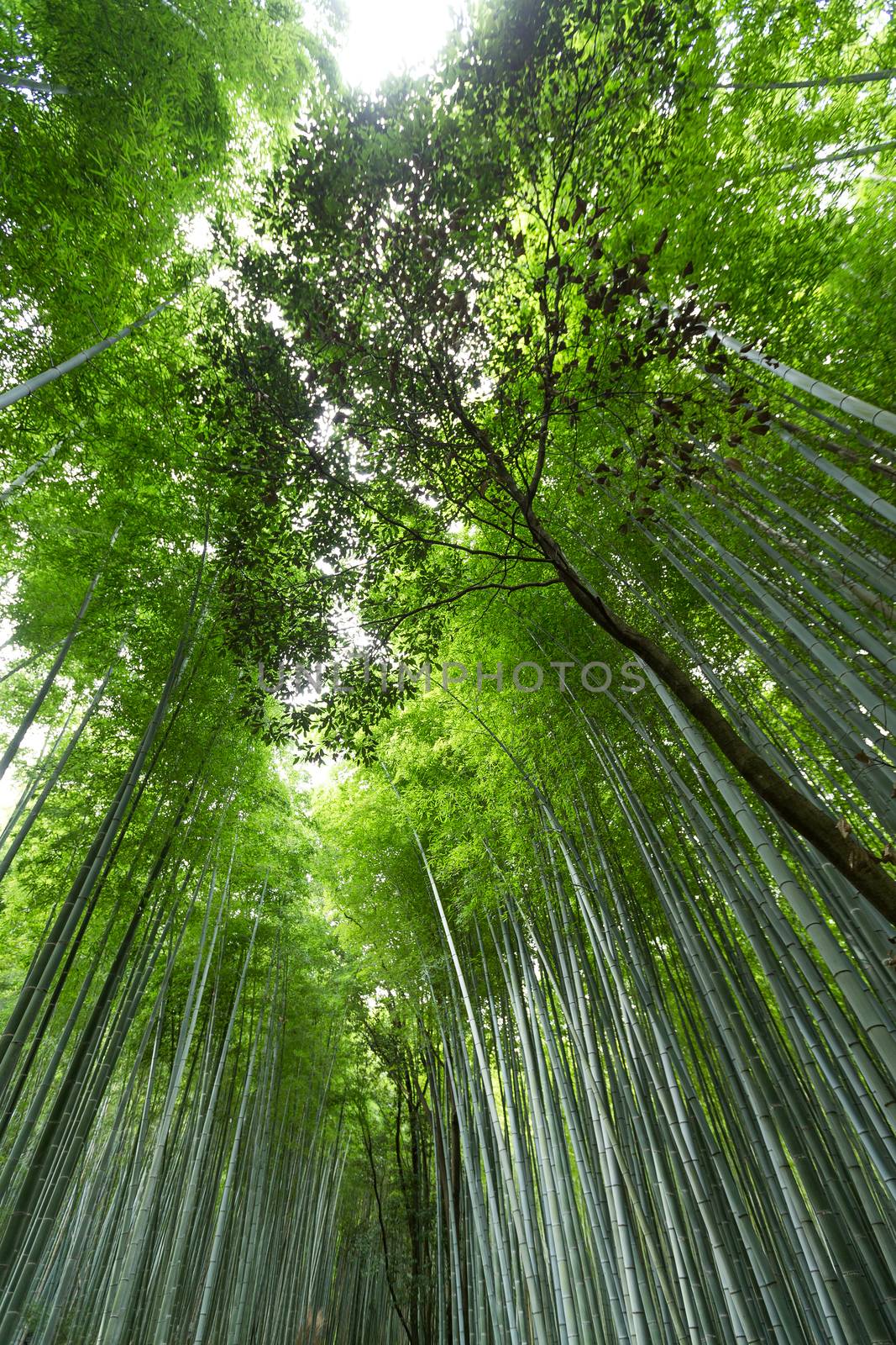 Bamboo forest at Arashiyama in Kyoto