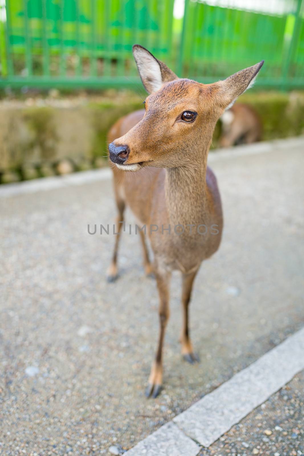 Deer fawn portrait