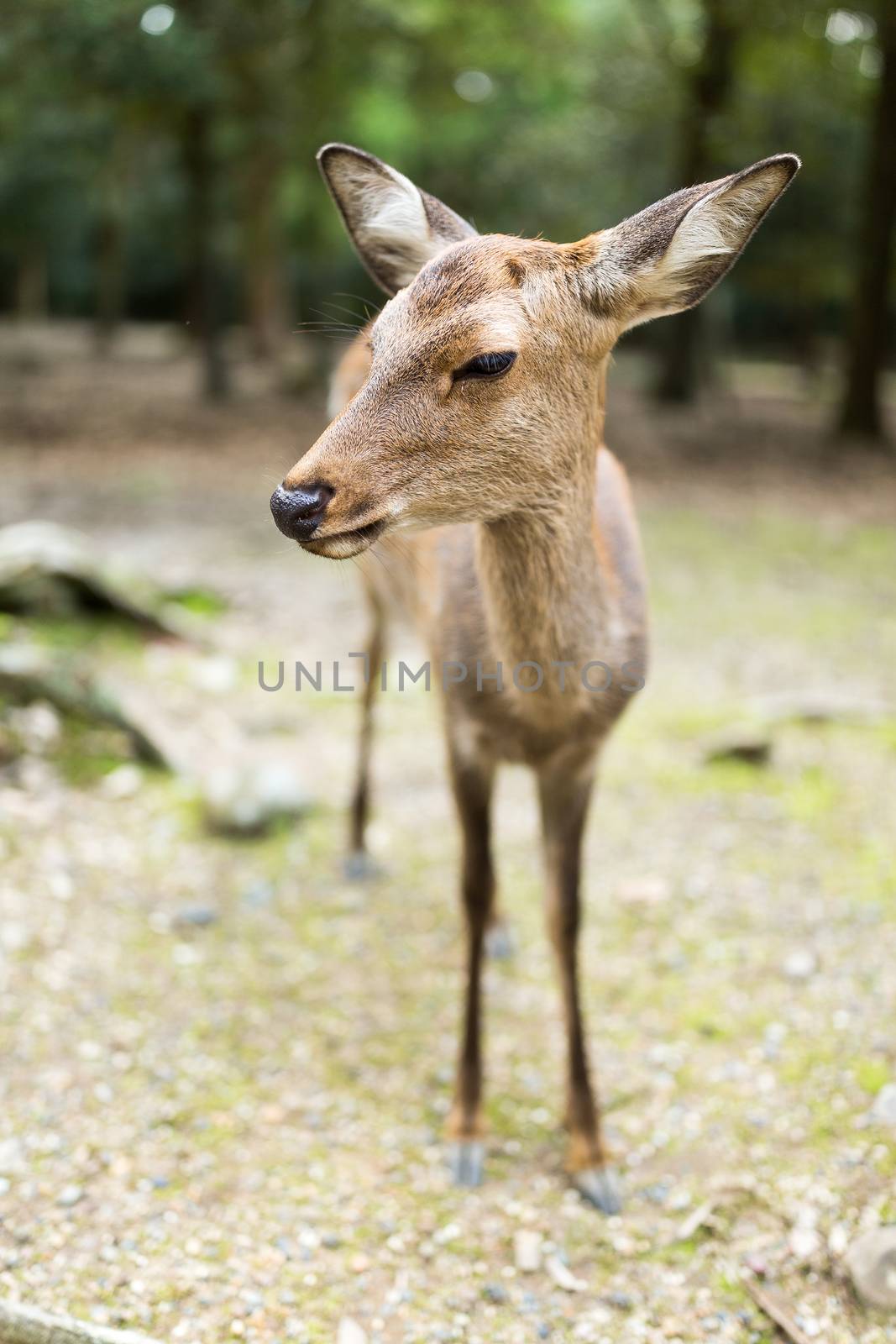 Wild deer by leungchopan