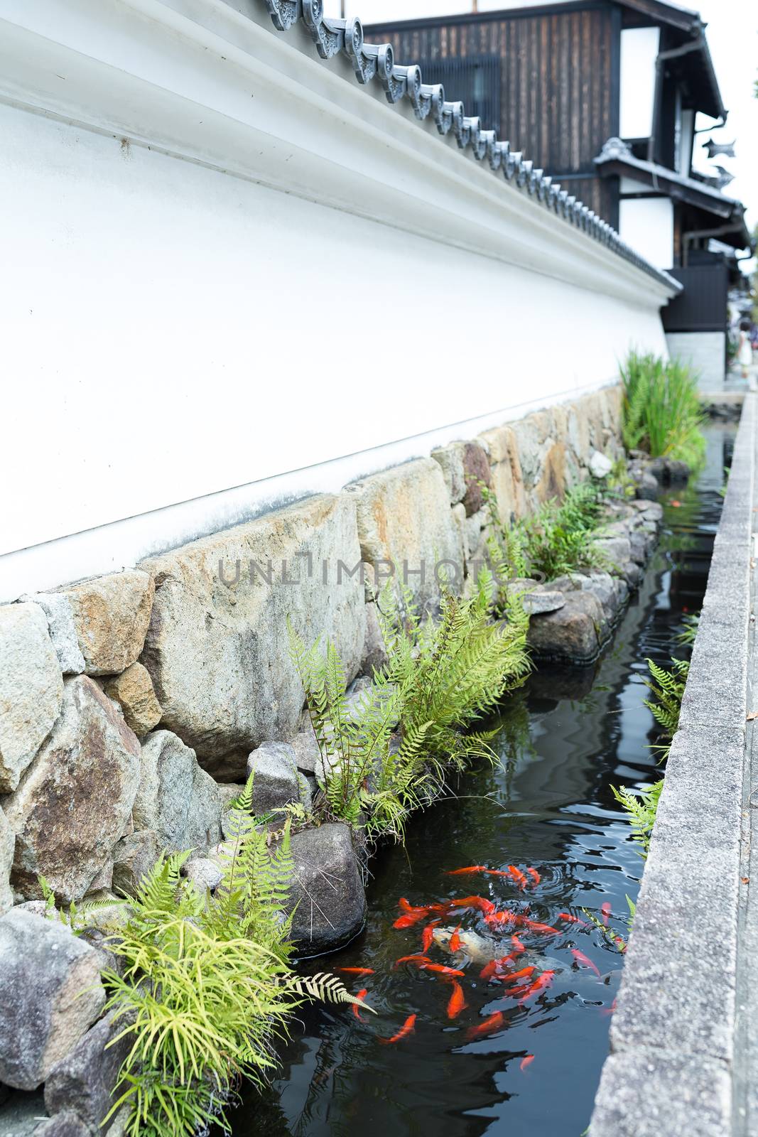 Koi fish pond at street