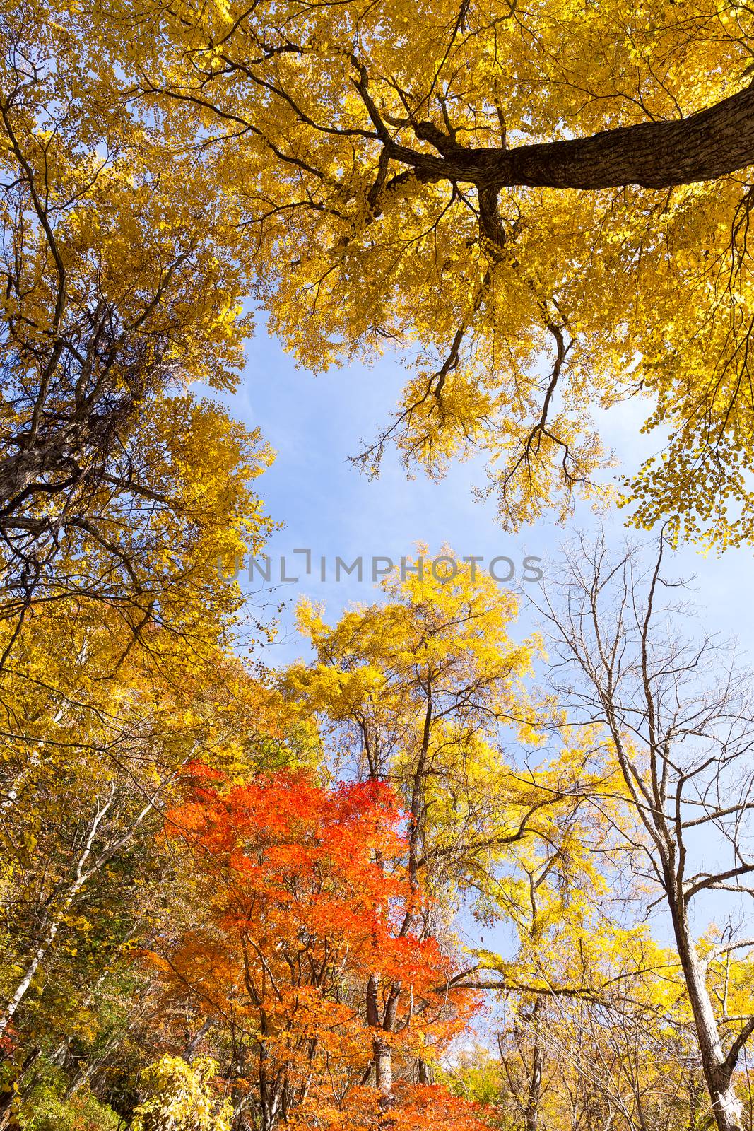 Colorful tree branches in sunny forest by leungchopan
