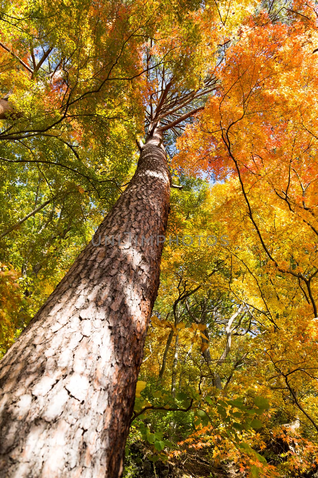 Maple tree in Autumn