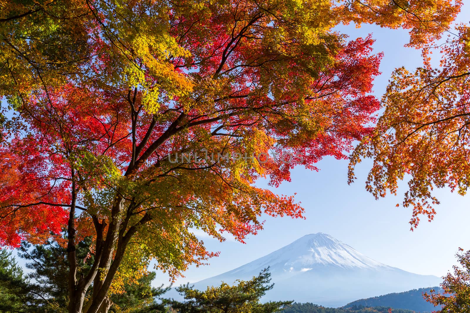 Mount fuji in autumn season