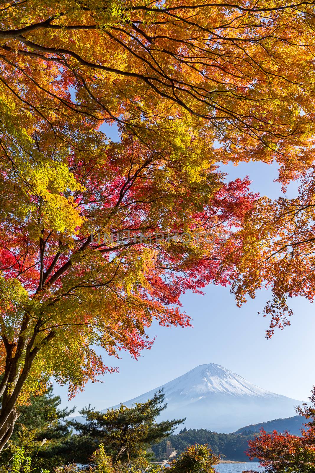 Mt Fuji in autumn by leungchopan