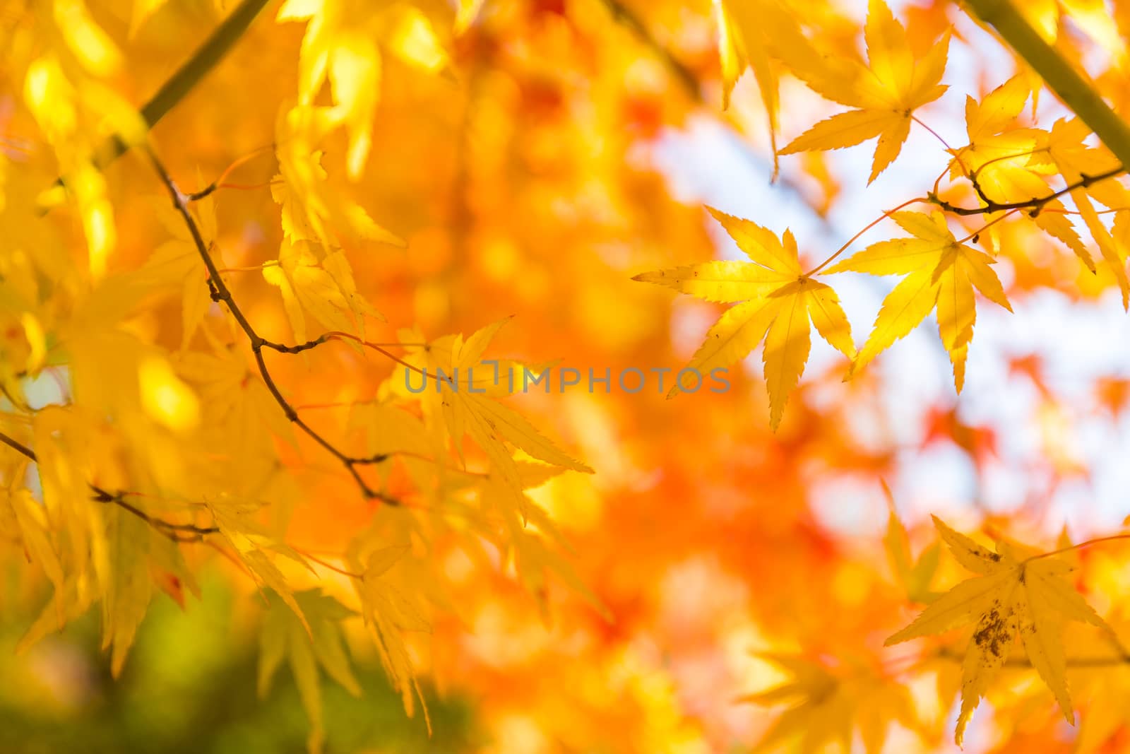 Autumn colored leaves