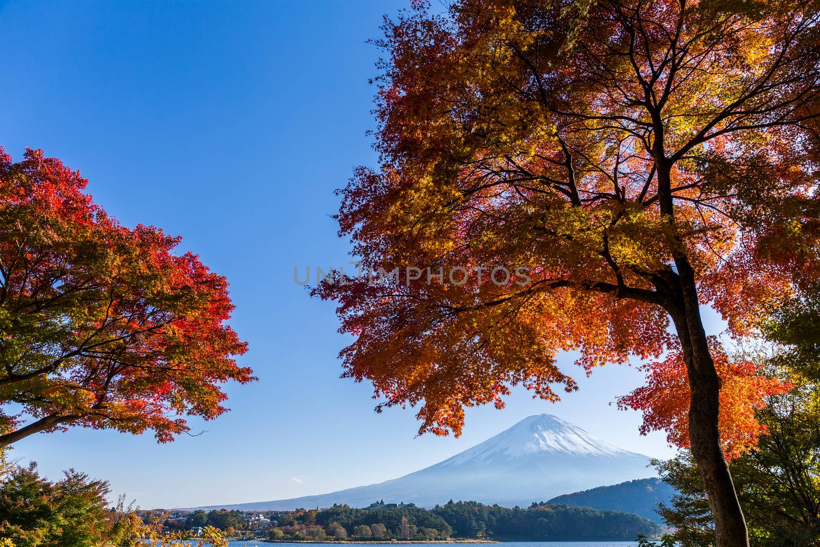Maple tree and Mt. Fuji