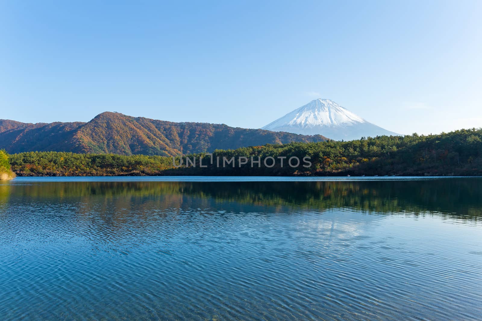 Mount Fuji in Saiko Lake