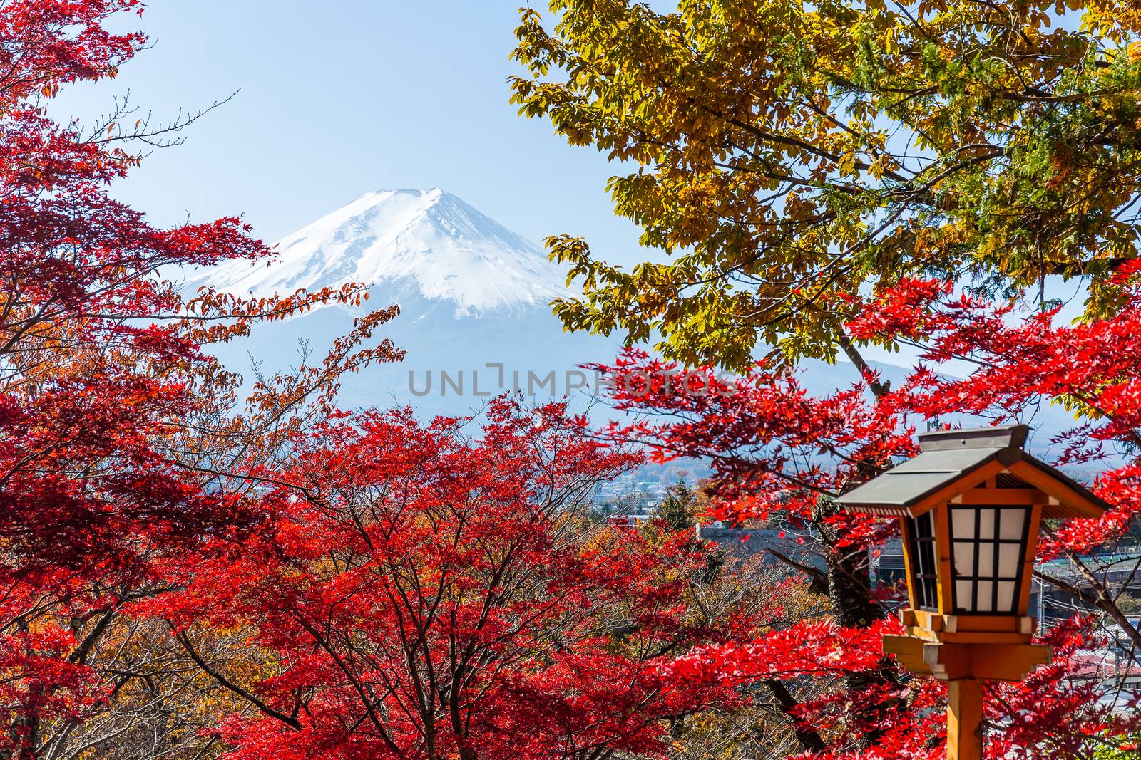 Red maple tree and mount Fuji