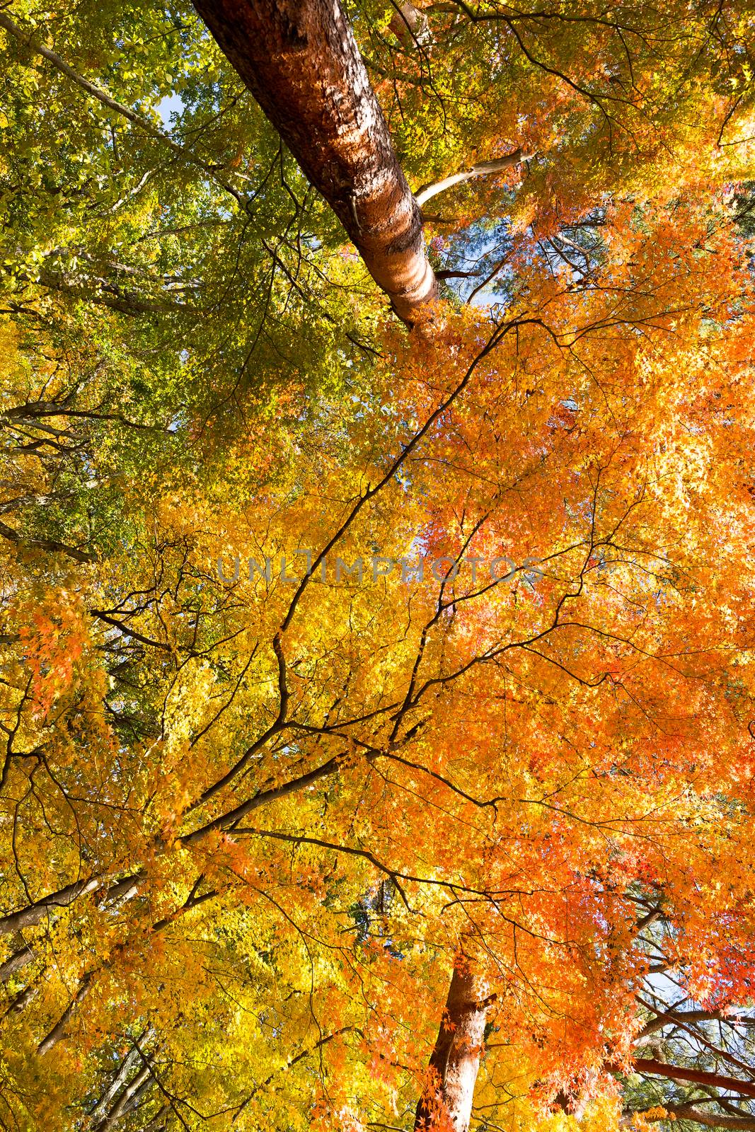 Maple tree forest