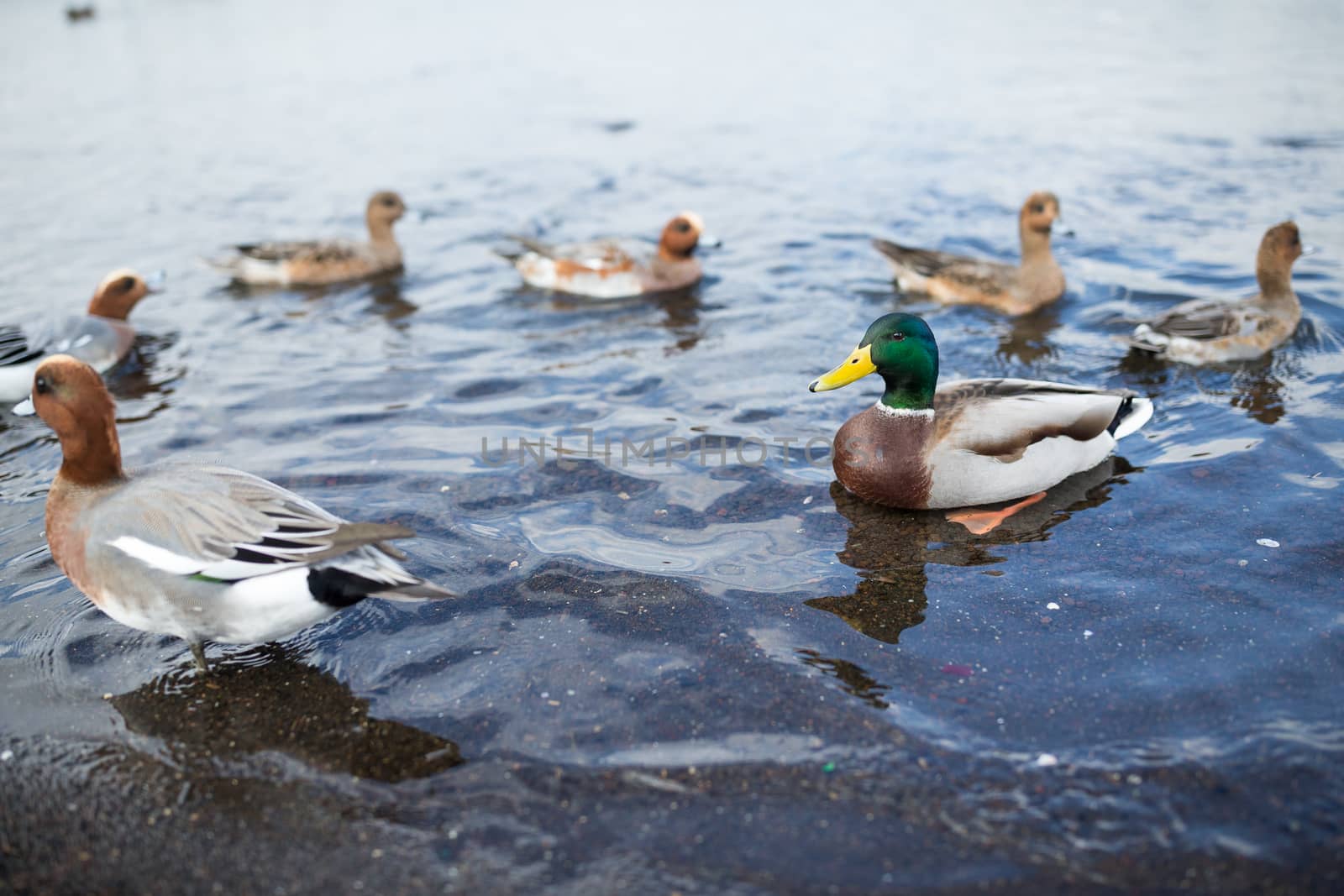 Ducks in lake