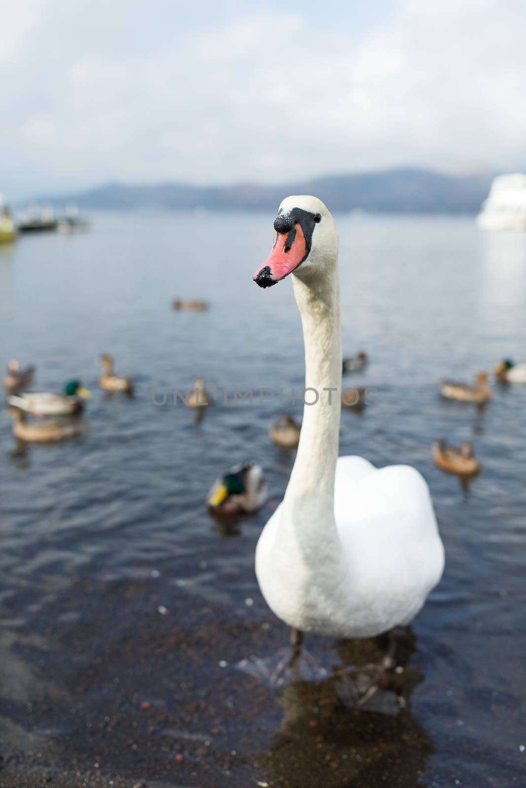 Swan at lake by leungchopan