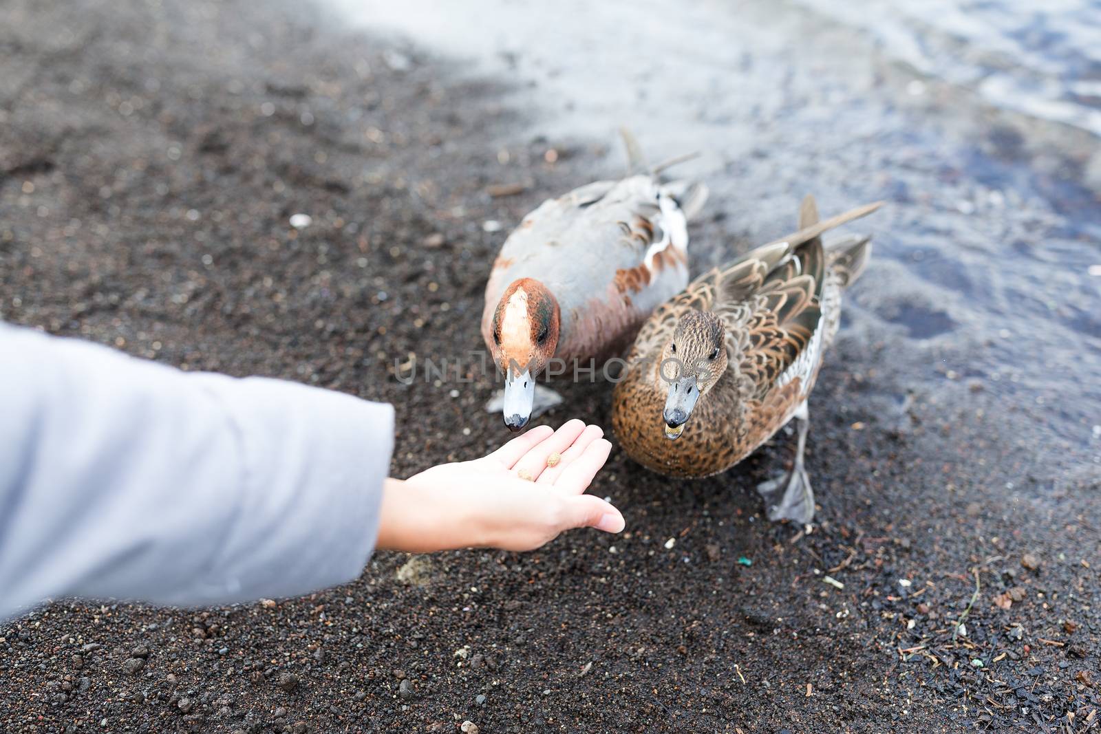 Woman feed duck by leungchopan