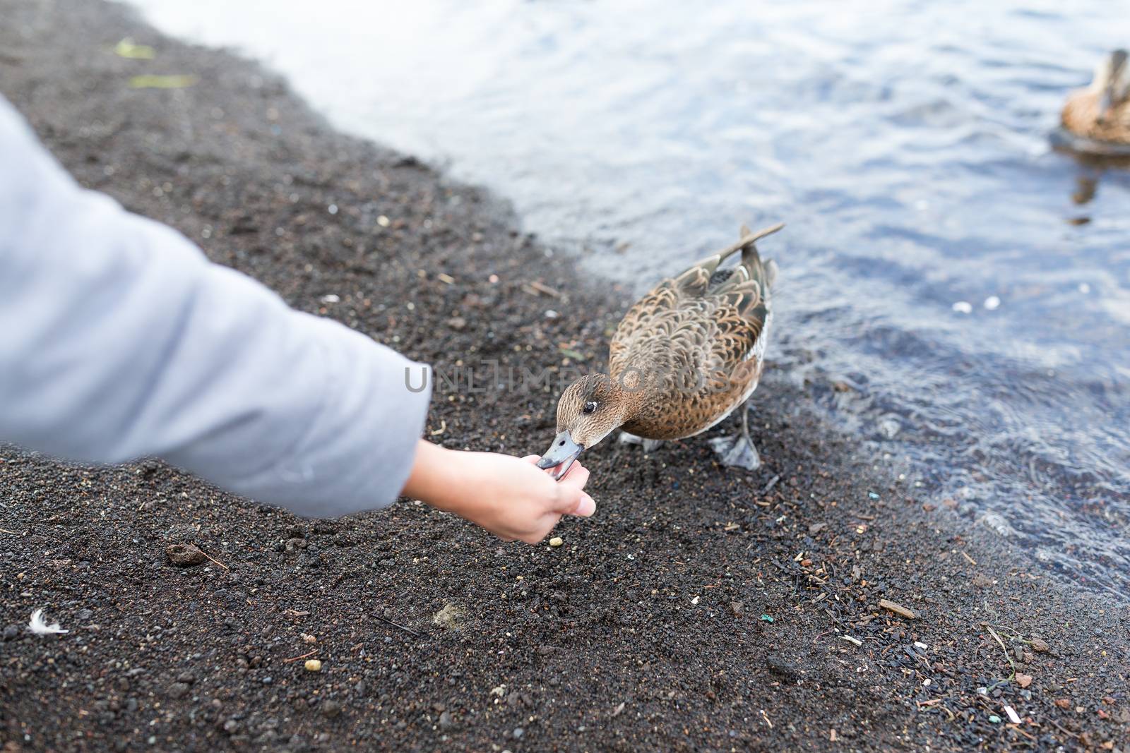 Feeding duck at lake side