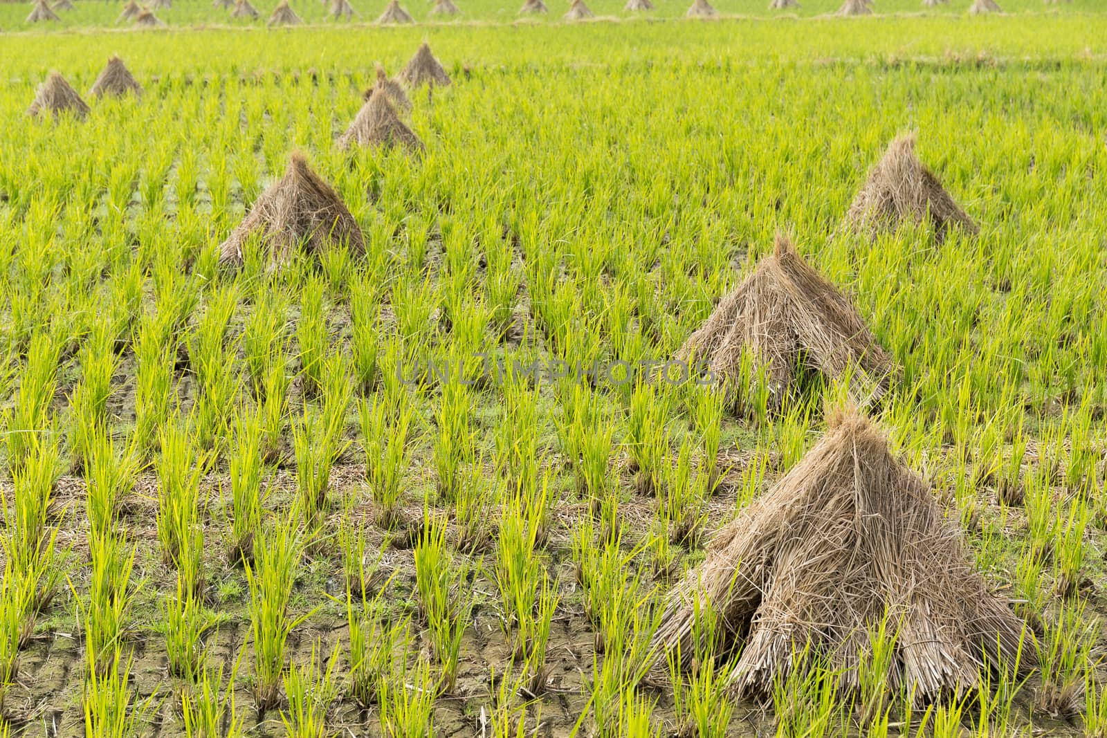 Paddy Rice field by leungchopan