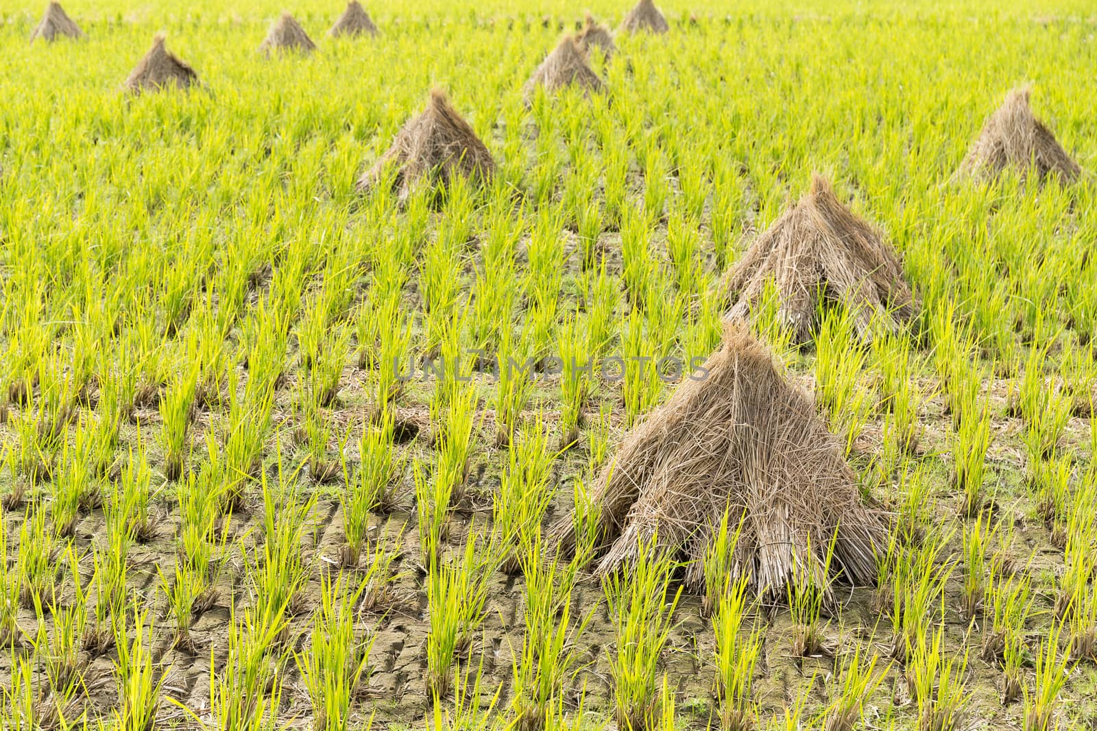 Paddy rice field